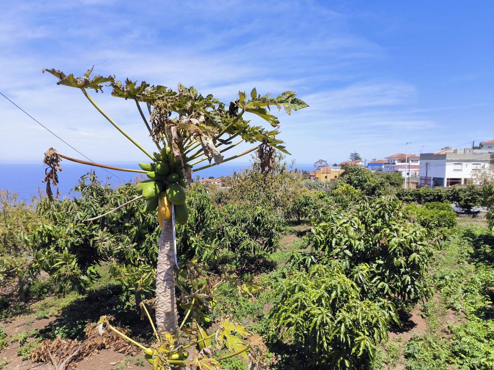 Apartamentos Guayonje Costa 圣克鲁斯-德特内里费 外观 照片